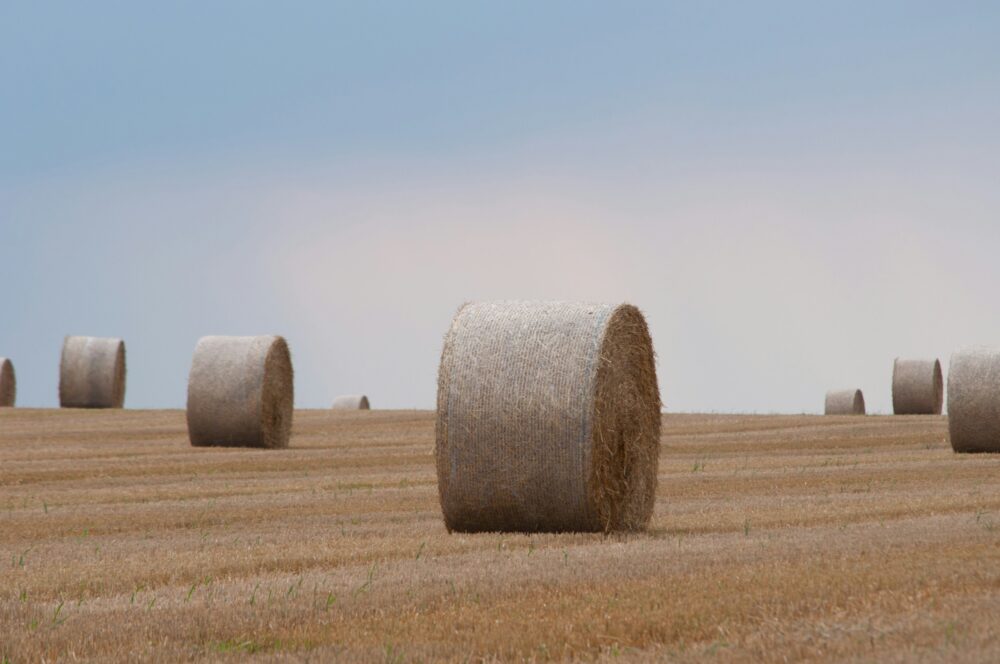 haystacks in the field