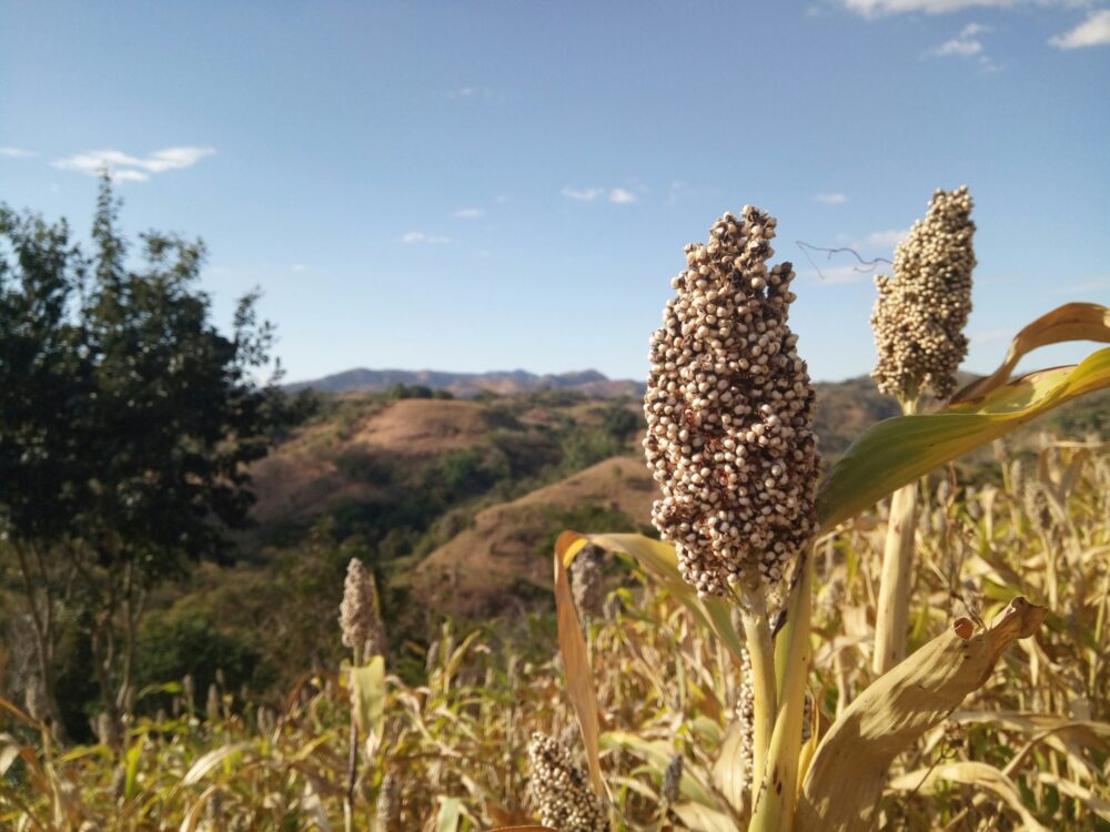 Ripe sorghum plant field, at Santa Ana, El Salvador, 2017